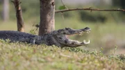 Yacare Caiman. Yacare Caiman.