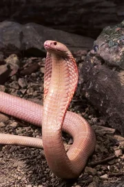 Alibino Monocled Cobra