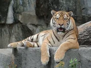 Aus Tigerkind Darius ist ein stolzer Kater geworden.