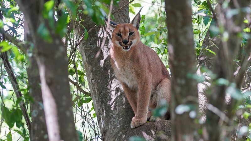 Im Schatten der Großkatzen (ZA/GB, 2021)