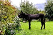 Ein Genuss! Andrea Tellmanns Esel nimmt's wortw&ouml;rtlich und freut sich &uuml;ber bl&uuml;hende Leckereien im Hofgarten.