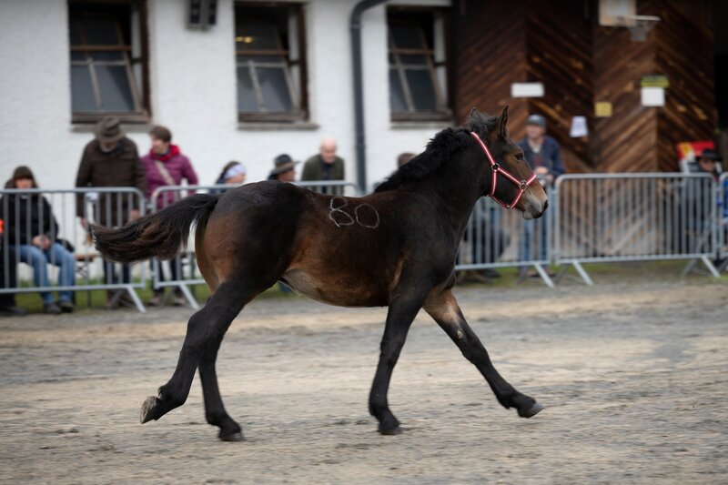 Marktgschroa - Jahrhundertböcke und Prachthengste (A, 2022)