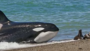 An Argentiniens K&uuml;ste haben Orcas eine einzigartige Jagdtechnik entwickelt - bei der sie selbst Gefahr laufen zu stranden.