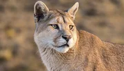 Pumas stehen in Argentiniens Bergen und Steppen an der Spitze der Nahrungskette.