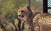 Mit dem Auto wird der Gepard Atheno in die Lifeline, die Auswilderungszone, gebracht.