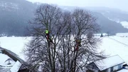 Die Baumpfleger bei der Pflege einer alten Linde am Hof der Fam. Grammelhofer in D&ouml;llach.