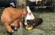 Nachwuchs auf dem Gschwandtner-Hof am Tegernsee: Kuh Schlappi hat ein gesundes K&auml;lbchen auf die Welt gebracht.
