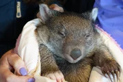 Baby-Wombats brauchen jede Menge Schlaf.