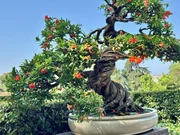 Die Bonsai-Sammlung des königlichen botanischen Gartens von Madrid hat Weltrang. Die Bonsai-Sammlung des königlichen botanischen Gartens von Madrid hat Weltrang.