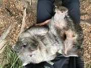 Wombats sind Vegetarier und ern&auml;hren sich vor allem von Gras. Junge Wombats sind verspielt, doch wenn sie in die Pubert&auml;t kommen, dulden sie keine Menschen mehr in ihrer N&auml;he.