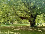 Alter Baumbestand ist typisch für den Park von Audley End. Alter Baumbestand ist typisch für den Park von Audley End.