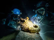 Ein Sch&auml;del des bemerkenswerten madagassischen Hornkrokodils (Voay robustus). Er wurde in der &uuml;berfluteten Aven-H&ouml;hle im S&uuml;dwesten Madagaskars entdeckt. Man geht davon aus, dass diese Art vor etwa 2.000 Jahren, zur Zeit der Ankunft des Menschen auf Madagaskar, ausgestorben ist. Mit einer gesch&auml;tzten L&auml;nge von bis zu 5 Metern und einem Gewicht von rund 170 Kilogramm war es vermutlich der gr&ouml;&szlig;te Raubtierj&auml;ger, der in j&uuml;ngerer Zeit auf Madagaskar existiert hat.