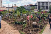 Die B&uuml;rger von S&atilde;o Paulo pflanzen urbane Miniw&auml;lder. Diese sollen dabei helfen, die brasilianische Millionenstadt zu k&uuml;hlen.