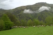 Schafherden sind seit der Jungsteinzeit ein fester Bestandteil im Baskenland.