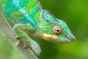 Ein Panthercham&auml;leon (Furcifer pardalis), eine von rund 150 verschiedenen Cham&auml;leonarten, die auf Madagaskar vorkommen. Diese bemerkenswert vielf&auml;ltige Tiergruppe reicht in ihrer Gr&ouml;&szlig;e vom riesigen Parson-Cham&auml;leon, das fast 70 cm L&auml;nge erreichen kann, bis zum winzigen Brookesia-Mikra-Cham&auml;leon, das weniger als 3 cm gro&szlig; ist.