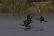 Kormorane beim gemeinsamen Abflug. Kormorane beim gemeinsamen Abflug.