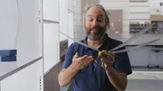 Im Karbon gab es zahlreiche Rieseninsekten, darunter die Libelle Meganeura. Ihre Fl&uuml;gelspannweite erreichte bis zu 50 cm.