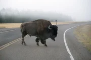 Im Winter verlassen Bisons auf der Suche nach Futter den Yellowstone National Park und n&auml;hern sich H&auml;usern und Viehweiden. Da sie im Verdacht stehen, Krankheiten auf K&uuml;he zu &uuml;bertragen, macht das viele Landwirte nerv&ouml;s.