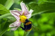 Insekten wie die Hummeln sind wichtige Best&auml;uber. Wo G&auml;rtnerinnen und G&auml;rtner auf Gifte verzichten, sch&uuml;tzen sie auch solche tierischen Helfer.