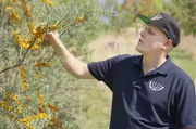 Klimawandel und die Trockenheit setzen auch den Streuobstwiesen zu. Fachwart für Obstanbau Dennis Mohr experimentiert mit anderen Kulturen, wie dem Sanddorn, die besser mit dem veränderten Klima klarkommen. Klimawandel und die Trockenheit setzen auch den Streuobstwiesen zu. Fachwart für Obstanbau Dennis Mohr experimentiert mit anderen Kulturen, wie dem Sanddorn, die besser mit dem veränderten Klima klarkommen.