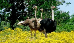 Universum "Namaqualand - Der Blumengarten Afrikas". Namaqualand in S&uuml;dafrika ist allj&auml;hrlich Schauplatz eines einzigartigen Spektakels: Eine unwirtliche W&uuml;stenlandschaft verwandelt sich zu einem der gr&ouml;&szlig;ten Blumenbeete der Welt. Doch das Paradies w&auml;hrt nur f&uuml;r wenige Wochen. Bis der Regen wiederkehrt, entspinnt sich f&uuml;r Erdm&auml;nnchen und Strau&szlig;e, Menschen und Pflanzen ein Wettlauf gegen die Umbarmherzigkeit des Jahreslaufs. Im Bild: Strau&szlig;e in einem Bl&uuml;tenmeer.