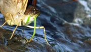Schmetterlinge an der Tr&auml;nke. Mit dem Wasser nehmen sie lebenswichtige Salze und Mineralien auf.