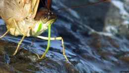 Schmetterlinge an der Tr&auml;nke. Mit dem Wasser nehmen sie lebenswichtige Salze und Mineralien auf.