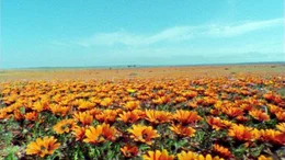 Universum "Namaqualand - Der Blumengarten Afrikas". Namaqualand in S&uuml;dafrika ist allj&auml;hrlich Schauplatz eines einzigartigen Spektakels: Eine unwirtliche W&uuml;stenlandschaft verwandelt sich zu einem der gr&ouml;&szlig;ten Blumenbeete der Welt. Doch das Paradies w&auml;hrt nur f&uuml;r wenige Wochen. Bis der Regen wiederkehrt, entspinnt sich f&uuml;r Erdm&auml;nnchen und Strau&szlig;e, Menschen und Pflanzen ein Wettlauf gegen die Umbarmherzigkeit des Jahreslaufs. Im Bild: Namaqualand, der Blumengarten Afrikas, in voller Bl&uuml;te.