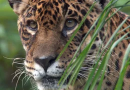 Ein Jaguar: Die sch&ouml;ne Raubkatze ist eine Seltenheit im Iguacu Nationalpark.