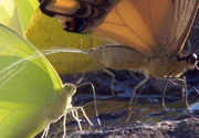 Schmetterlinge bei der Wasseraufnahme. Dem lebenswichtigen Nass entnehmen sie wichtige N&auml;hrstoffe - &uuml;berfl&uuml;ssige Fl&uuml;ssigkeit geben sie sofort wieder ab.