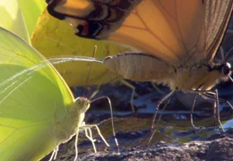 Schmetterlinge bei der Wasseraufnahme. Dem lebenswichtigen Nass entnehmen sie wichtige N&auml;hrstoffe - &uuml;berfl&uuml;ssige Fl&uuml;ssigkeit geben sie sofort wieder ab.