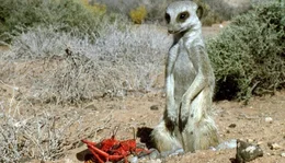 Universum "Namaqualand - Der Blumengarten Afrikas". Namaqualand in S&uuml;dafrika ist allj&auml;hrlich Schauplatz eines einzigartigen Spektakels: Eine unwirtliche W&uuml;stenlandschaft verwandelt sich zu einem der gr&ouml;&szlig;ten Blumenbeete der Welt. Doch das Paradies w&auml;hrt nur f&uuml;r wenige Wochen. Bis der Regen wiederkehrt, entspinnt sich f&uuml;r Erdm&auml;nnchen und Strau&szlig;e, Menschen und Pflanzen ein Wettlauf gegen die Umbarmherzigkeit des Jahreslaufs. Im Bild: Erdm&auml;nnchen erkennen die Warnfarben der hochgiftigen Busch-Heuschrecken.