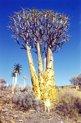 Universum "Namaqualand - Der Blumengarten Afrikas". Namaqualand in S&uuml;dafrika ist allj&auml;hrlich Schauplatz eines einzigartigen Spektakels: Eine unwirtliche W&uuml;stenlandschaft verwandelt sich zu einem der gr&ouml;&szlig;ten Blumenbeete der Welt. Doch das Paradies w&auml;hrt nur f&uuml;r wenige Wochen. Bis der Regen wiederkehrt, entspinnt sich f&uuml;r Erdm&auml;nnchen und Strau&szlig;e, Menschen und Pflanzen ein Wettlauf gegen die Umbarmherzigkeit des Jahreslaufs. Im Bild: K&ouml;cherbaum.