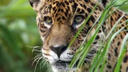 Ein Jaguar: Die sch&ouml;ne Raubkatze ist eine Seltenheit im Iguaz&uacute; Nationalpark.