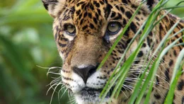 Ein Jaguar: Die sch&ouml;ne Raubkatze ist eine Seltenheit im Iguaz&uacute; Nationalpark.