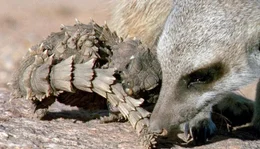 Universum "Namaqualand - Der Blumengarten Afrikas". Namaqualand in S&uuml;dafrika ist allj&auml;hrlich Schauplatz eines einzigartigen Spektakels: Eine unwirtliche W&uuml;stenlandschaft verwandelt sich zu einem der gr&ouml;&szlig;ten Blumenbeete der Welt. Doch das Paradies w&auml;hrt nur f&uuml;r wenige Wochen. Bis der Regen wiederkehrt, entspinnt sich f&uuml;r Erdm&auml;nnchen und Strau&szlig;e, Menschen und Pflanzen ein Wettlauf gegen die Umbarmherzigkeit des Jahreslaufs. Im Bild: Ein Erdm&auml;nnchen inspiziert einen Panzer-G&uuml;rtelschweif.