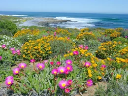 Westk&uuml;ste S&uuml;dafrikas (Namaqualand) zur Bl&uuml;tezeit der Mittagsblumen.