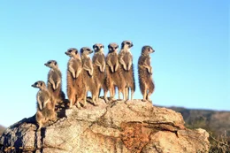 Erdm&auml;nnchen.