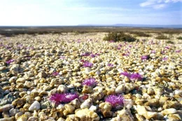 Universum "Namaqualand - Der Blumengarten Afrikas". Namaqualand in S&uuml;dafrika ist allj&auml;hrlich Schauplatz eines einzigartigen Spektakels: Eine unwirtliche W&uuml;stenlandschaft verwandelt sich zu einem der gr&ouml;&szlig;ten Blumenbeete der Welt. Doch das Paradies w&auml;hrt nur f&uuml;r wenige Wochen. Bis der Regen wiederkehrt, entspinnt sich f&uuml;r Erdm&auml;nnchen und Strau&szlig;e, Menschen und Pflanzen ein Wettlauf gegen die Umbarmherzigkeit des Jahreslaufs. Im Bild: "Lebende Steine" in der Quarzstein-W&uuml;ste.