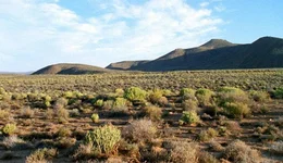 Universum "Namaqualand - Der Blumengarten Afrikas". Namaqualand in S&uuml;dafrika ist allj&auml;hrlich Schauplatz eines einzigartigen Spektakels: Eine unwirtliche W&uuml;stenlandschaft verwandelt sich zu einem der gr&ouml;&szlig;ten Blumenbeete der Welt. Doch das Paradies w&auml;hrt nur f&uuml;r wenige Wochen. Bis der Regen wiederkehrt, entspinnt sich f&uuml;r Erdm&auml;nnchen und Strau&szlig;e, Menschen und Pflanzen ein Wettlauf gegen die Umbarmherzigkeit des Jahreslaufs. Im Bild: Am H&ouml;hepunkt der Trockenzeit sind giftige Wolfsmilch-B&uuml;sche das einzige Gr&uuml;n in der Landschaft.