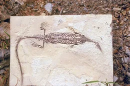 Der Sensationsfund des Meso-Saurus: Das Fossil belegt, dass Afrika und S&uuml;damerika vor 230 Millionen Jahre eine riesige Landmasse bildeten.