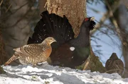 Auerh&uuml;hner sind anspruchsvolle Waldbewohner. Sie brauchen lichte Nadelw&auml;lder mit Freifl&auml;chen, mit Jungb&auml;umen als Deckung und vielf&auml;ltigem Bodenbewuchs.