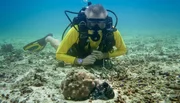 Hannes Jaenicke beim Tauchen in Indonesien mit einer Großen Blauen Krake (Day Octopus) im Vordergrund Hannes Jaenicke beim Tauchen in Indonesien mit einer Großen Blauen Krake (Day Octopus) im Vordergrund