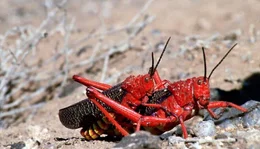 Universum "Namaqualand - Der Blumengarten Afrikas". Namaqualand in S&uuml;dafrika ist allj&auml;hrlich Schauplatz eines einzigartigen Spektakels: Eine unwirtliche W&uuml;stenlandschaft verwandelt sich zu einem der gr&ouml;&szlig;ten Blumenbeete der Welt. Doch das Paradies w&auml;hrt nur f&uuml;r wenige Wochen. Bis der Regen wiederkehrt, entspinnt sich f&uuml;r Erdm&auml;nnchen und Strau&szlig;e, Menschen und Pflanzen ein Wettlauf gegen die Umbarmherzigkeit des Jahreslaufs. Im Bild: Busch-Heuschrecken sind zur Paarungszeit am giftigsten.