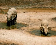 Mit dem R&uuml;ssel pumpen Waldelefanten aus den T&uuml;mpeln der Dzanga Bai mineralienhaltiges Wasser nach oben.