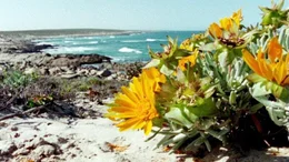 Universum "Namaqualand - Der Blumengarten Afrikas". Namaqualand in S&uuml;dafrika ist allj&auml;hrlich Schauplatz eines einzigartigen Spektakels: Eine unwirtliche W&uuml;stenlandschaft verwandelt sich zu einem der gr&ouml;&szlig;ten Blumenbeete der Welt. Doch das Paradies w&auml;hrt nur f&uuml;r wenige Wochen. Bis der Regen wiederkehrt, entspinnt sich f&uuml;r Erdm&auml;nnchen und Strau&szlig;e, Menschen und Pflanzen ein Wettlauf gegen die Umbarmherzigkeit des Jahreslaufs. Im Bild: Westk&uuml;ste S&uuml;dafrikas (Namaqualand) zur Bl&uuml;tezeit der Mittagsblumen.