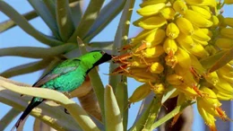Universum "Namaqualand - Der Blumengarten Afrikas". Namaqualand in S&uuml;dafrika ist allj&auml;hrlich Schauplatz eines einzigartigen Spektakels: Eine unwirtliche W&uuml;stenlandschaft verwandelt sich zu einem der gr&ouml;&szlig;ten Blumenbeete der Welt. Doch das Paradies w&auml;hrt nur f&uuml;r wenige Wochen. Bis der Regen wiederkehrt, entspinnt sich f&uuml;r Erdm&auml;nnchen und Strau&szlig;e, Menschen und Pflanzen ein Wettlauf gegen die Umbarmherzigkeit des Jahreslaufs. Im Bild: Die Bl&uuml;ten des K&ouml;cherbaums werden von Nektarv&ouml;geln best&auml;ubt.