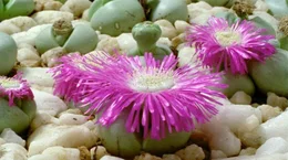Universum "Namaqualand - Der Blumengarten Afrikas". Namaqualand in S&uuml;dafrika ist allj&auml;hrlich Schauplatz eines einzigartigen Spektakels: Eine unwirtliche W&uuml;stenlandschaft verwandelt sich zu einem der gr&ouml;&szlig;ten Blumenbeete der Welt. Doch das Paradies w&auml;hrt nur f&uuml;r wenige Wochen. Bis der Regen wiederkehrt, entspinnt sich f&uuml;r Erdm&auml;nnchen und Strau&szlig;e, Menschen und Pflanzen ein Wettlauf gegen die Umbarmherzigkeit des Jahreslaufs. Im Bild: "Lebende Steine" in der Quarzstein-W&uuml;ste.