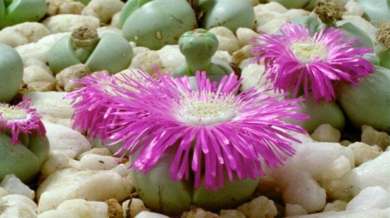 Namaqualand - Der Blumengarten Afrikas