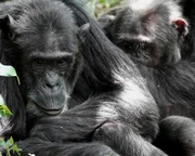 Fellpflege ist bei Schimpansen eine sehr wichtige Angelegenheit. M&auml;nnchen nutzen sie nicht nur, um ihr Fell zu pflegen &ndash; sondern vor allem, um ihre Kontakte innerhalb der Gruppe zu festigen.